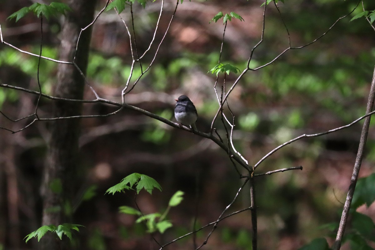 Dark-eyed Junco - ML633451522