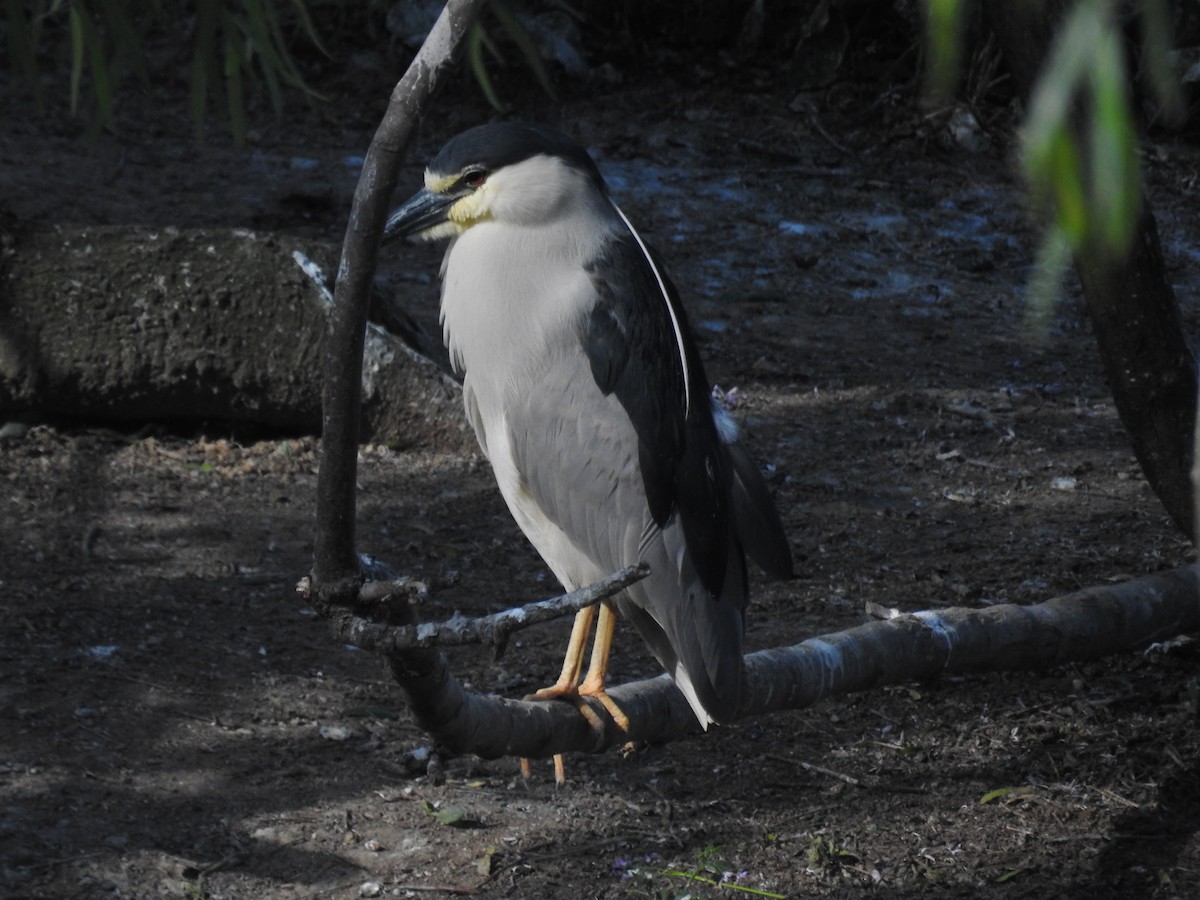 Black-crowned Night Heron - ML633451524