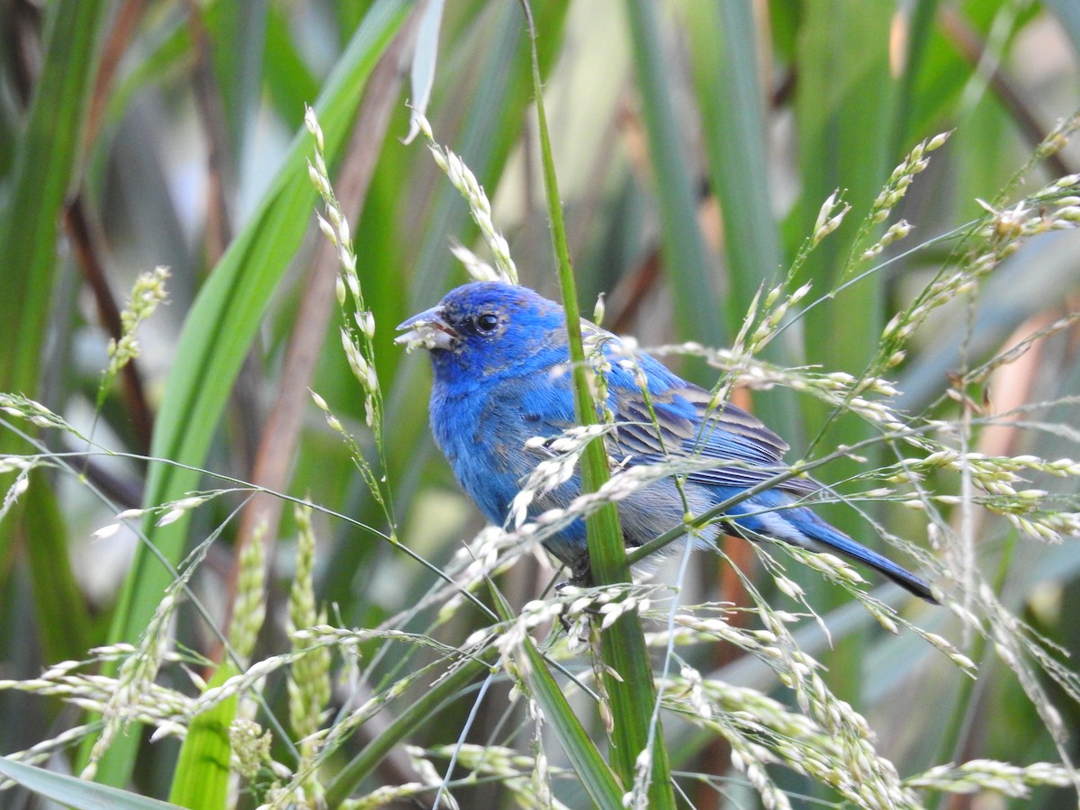 Indigo Bunting - ML633451552