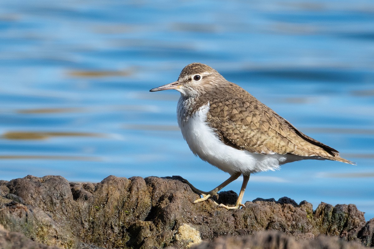strandsnipe - ML633451559