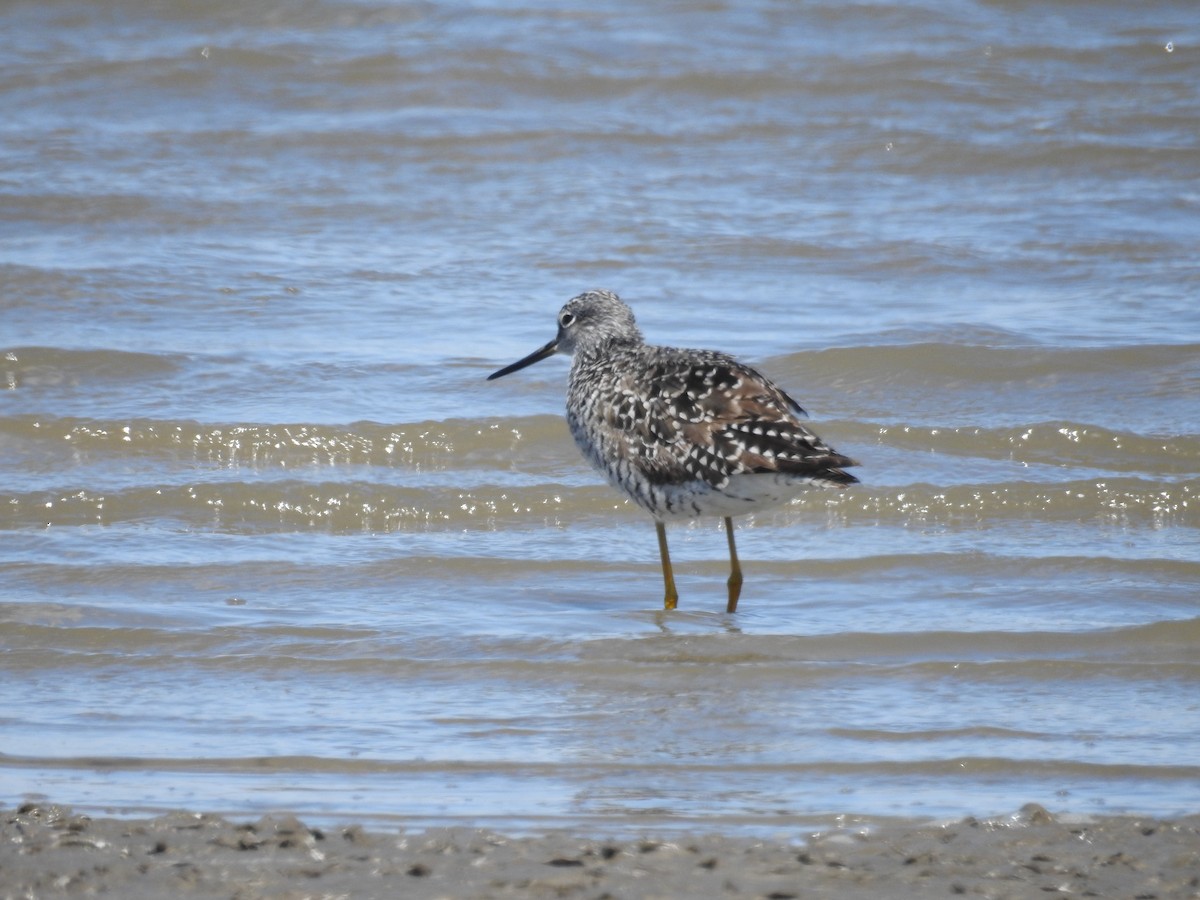 Greater Yellowlegs - ML633451588