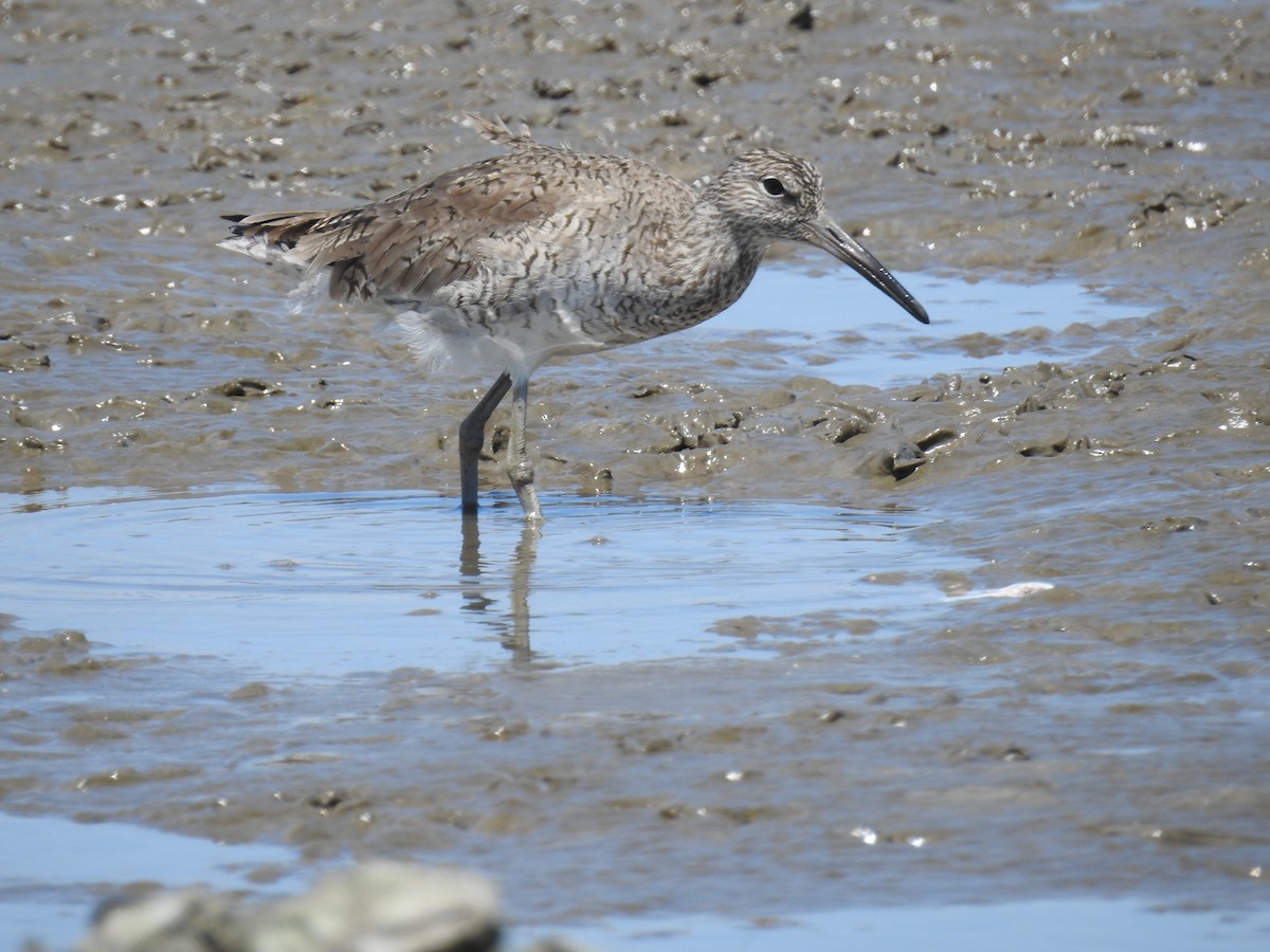 Willet - ML633451598
