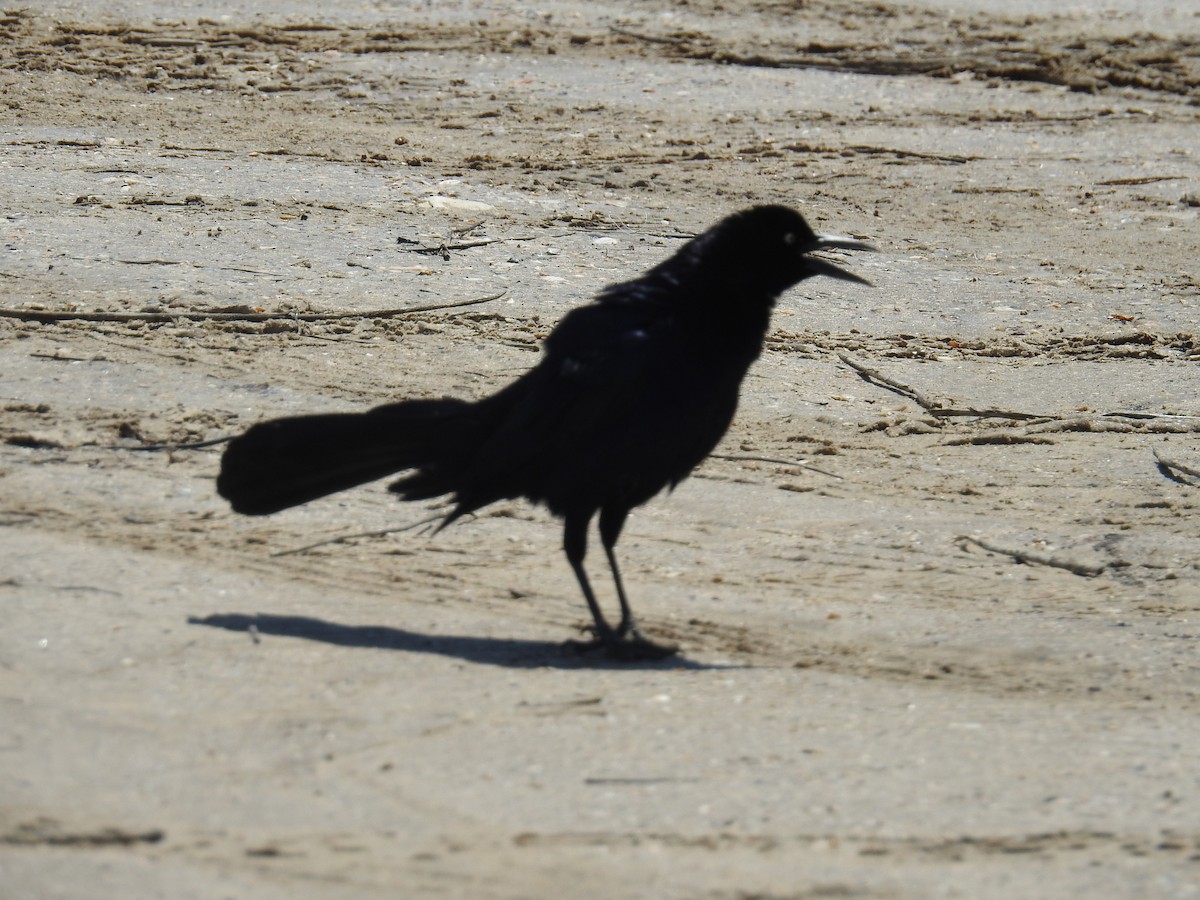 Great-tailed Grackle - ML633451604