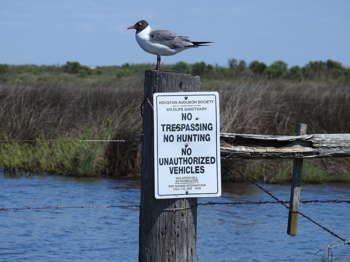 Laughing Gull - ML633451631