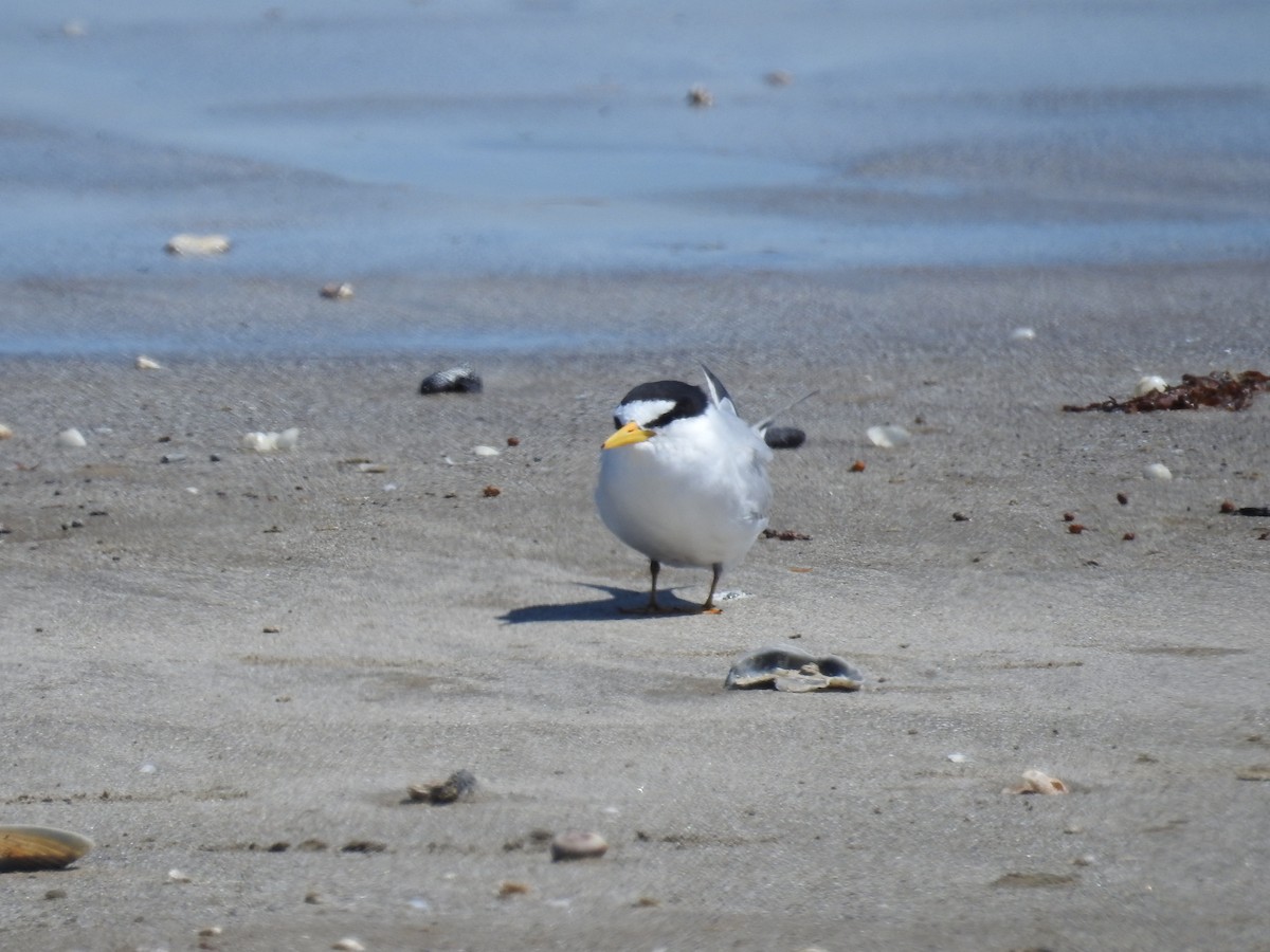 Least Tern - ML633451650