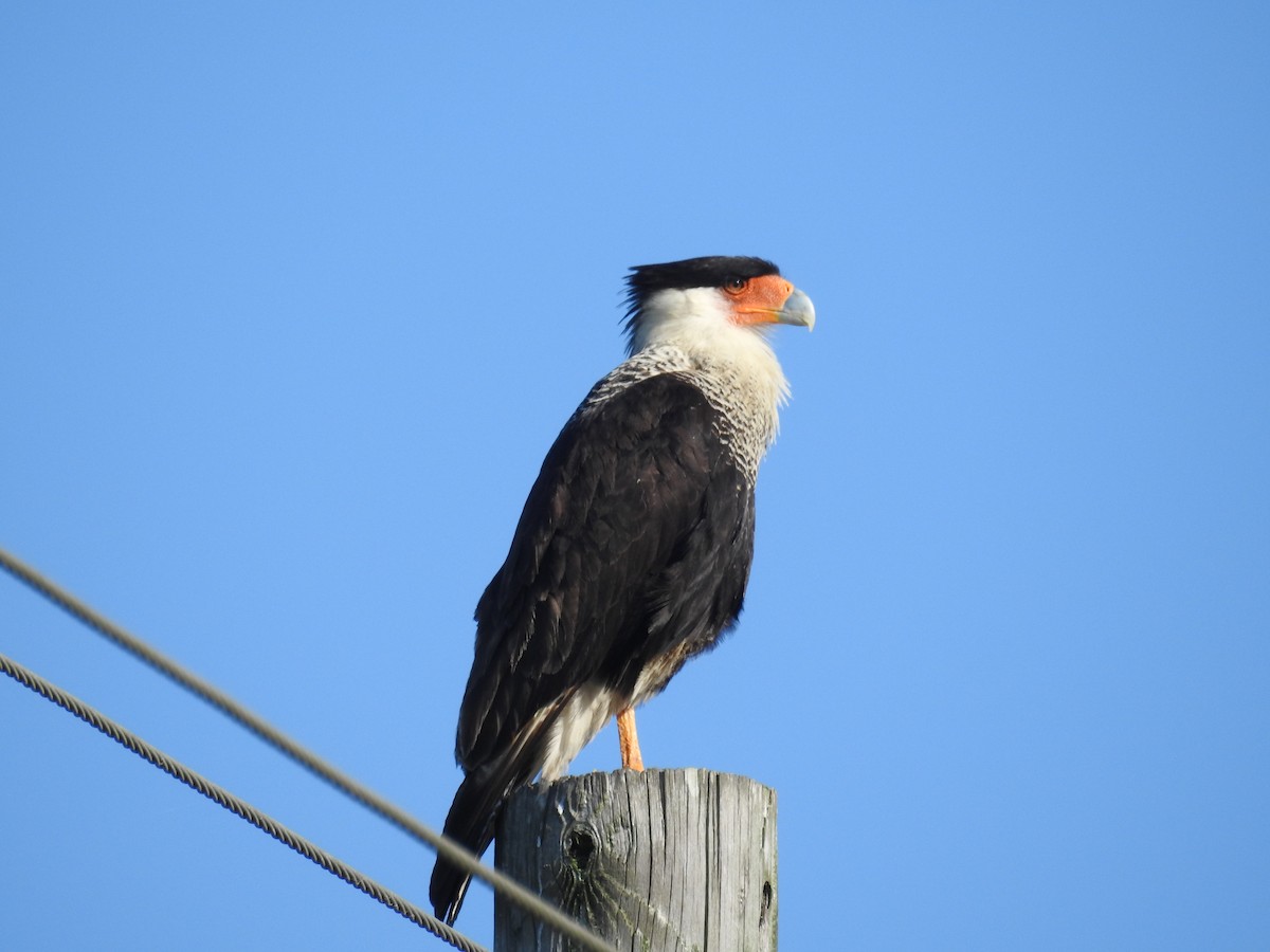 Crested Caracara - ML633451664