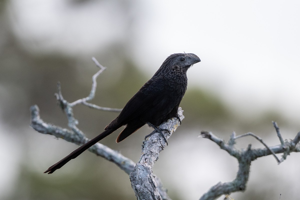 Groove-billed Ani - ML633451693