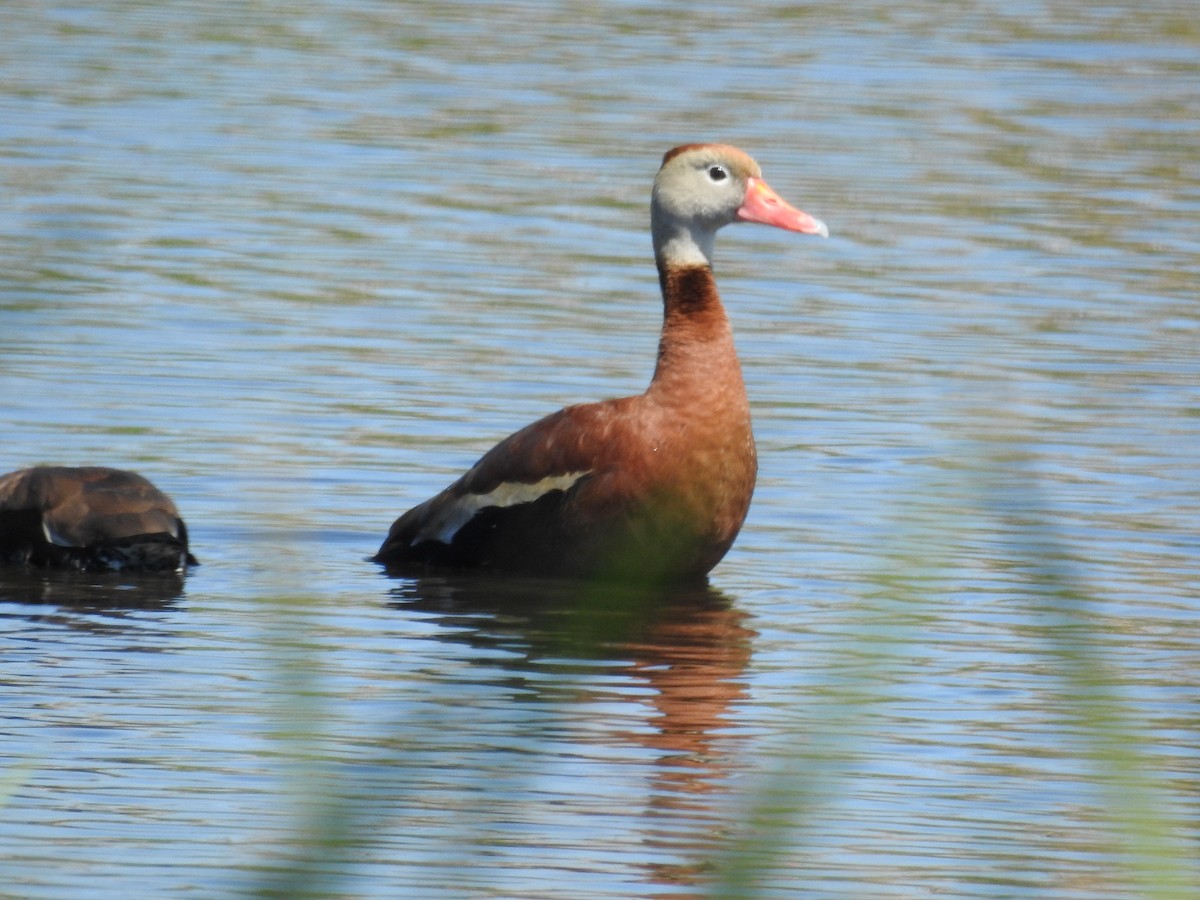 Black-bellied Whistling-Duck - ML633451700