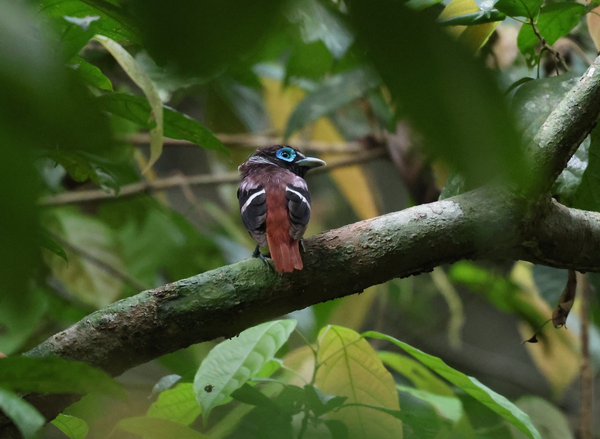 Visayan Broadbill - ML633451707