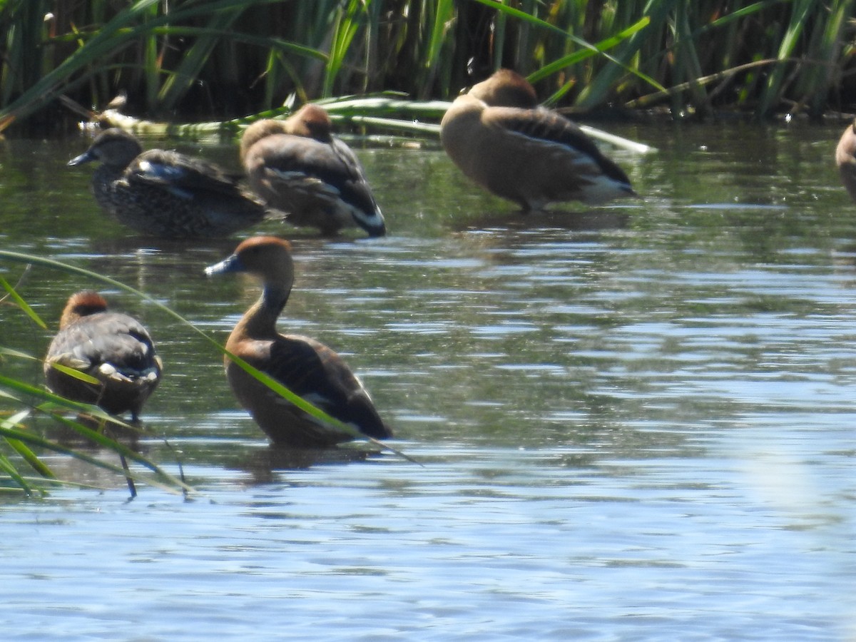 Fulvous Whistling-Duck - ML633451738