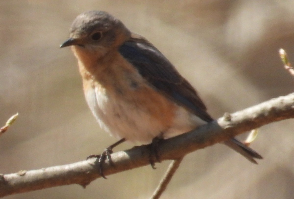 Eastern Bluebird - ML633451761