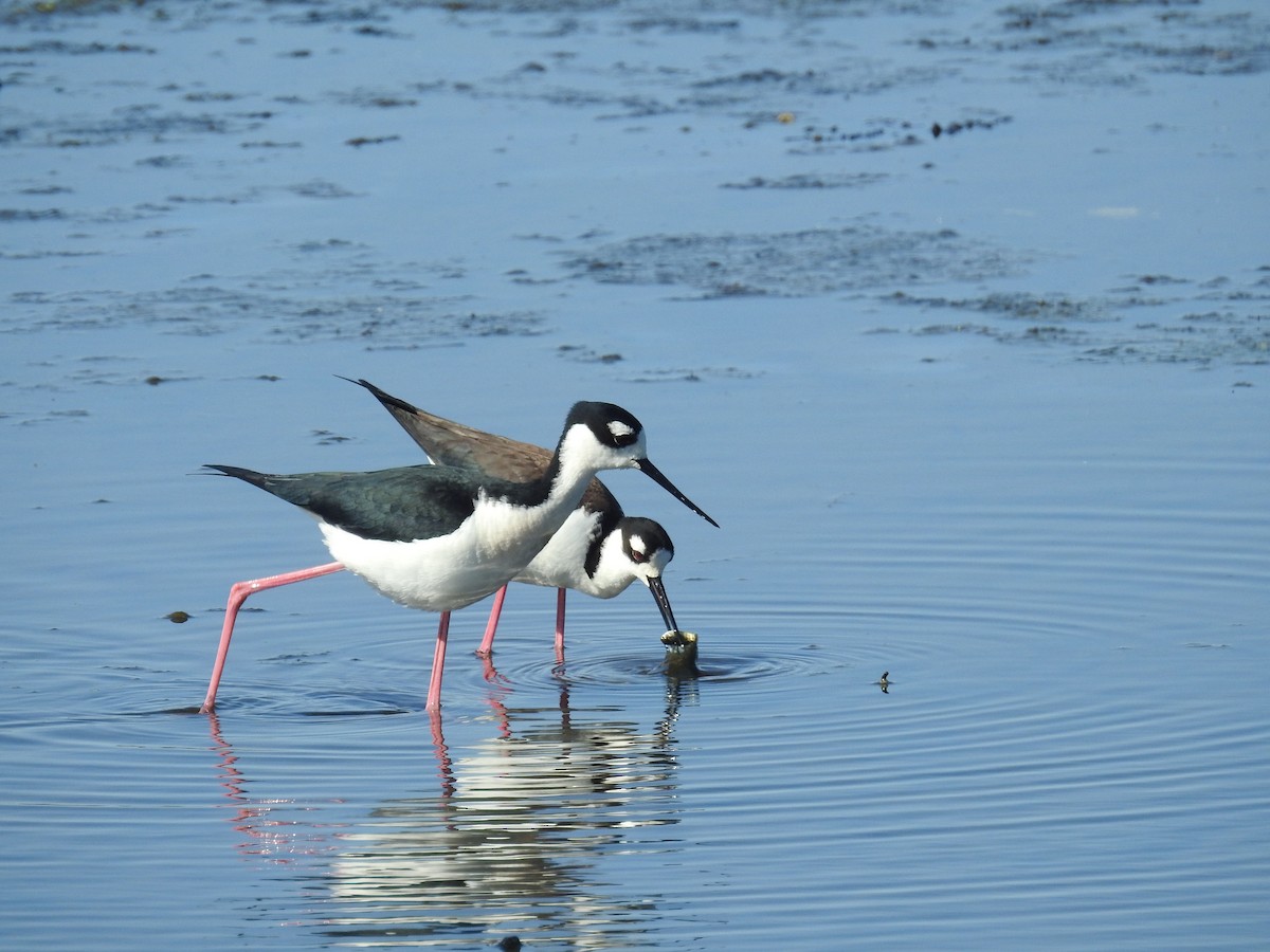 Black-necked Stilt - ML633451801