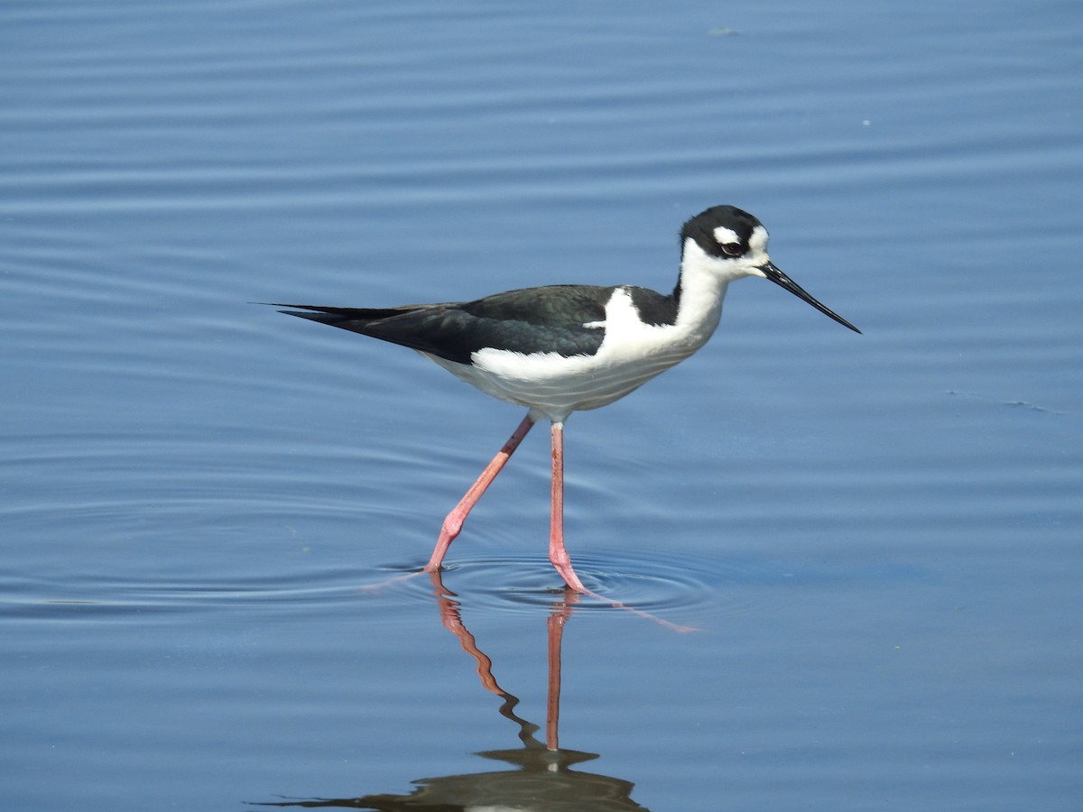Black-necked Stilt - ML633451802