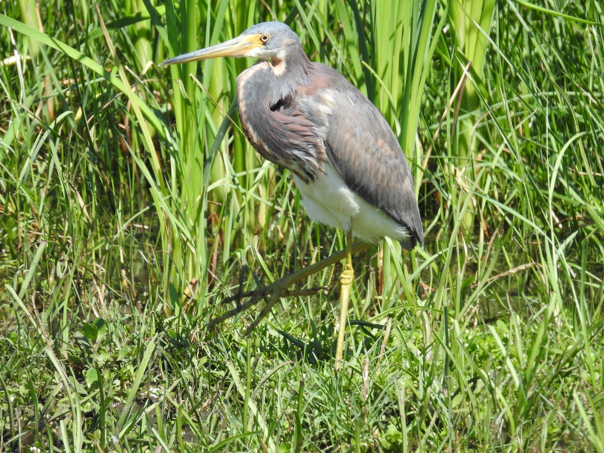 Tricolored Heron - ML633451819