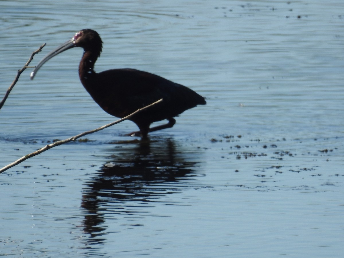 White-faced Ibis - ML633451832