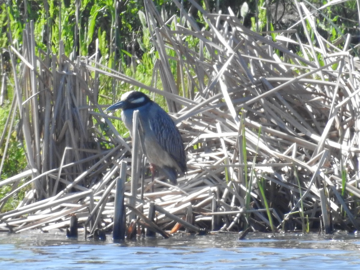 Yellow-crowned Night Heron - ML633451840