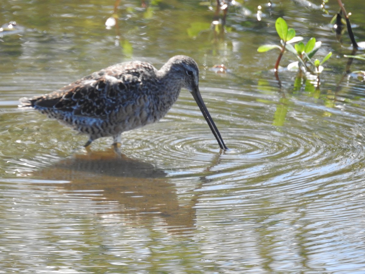 Long-billed Dowitcher - ML633451870
