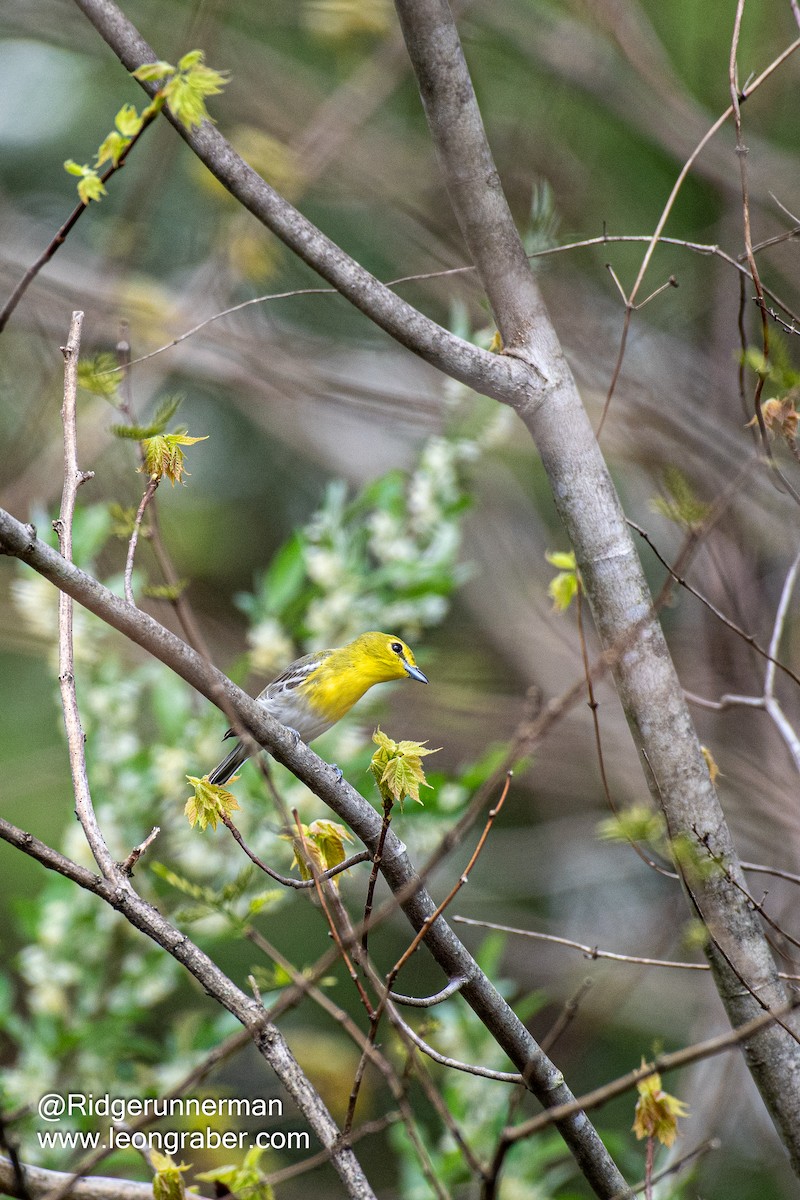 Vireo Gorjiamarillo - ML633451882