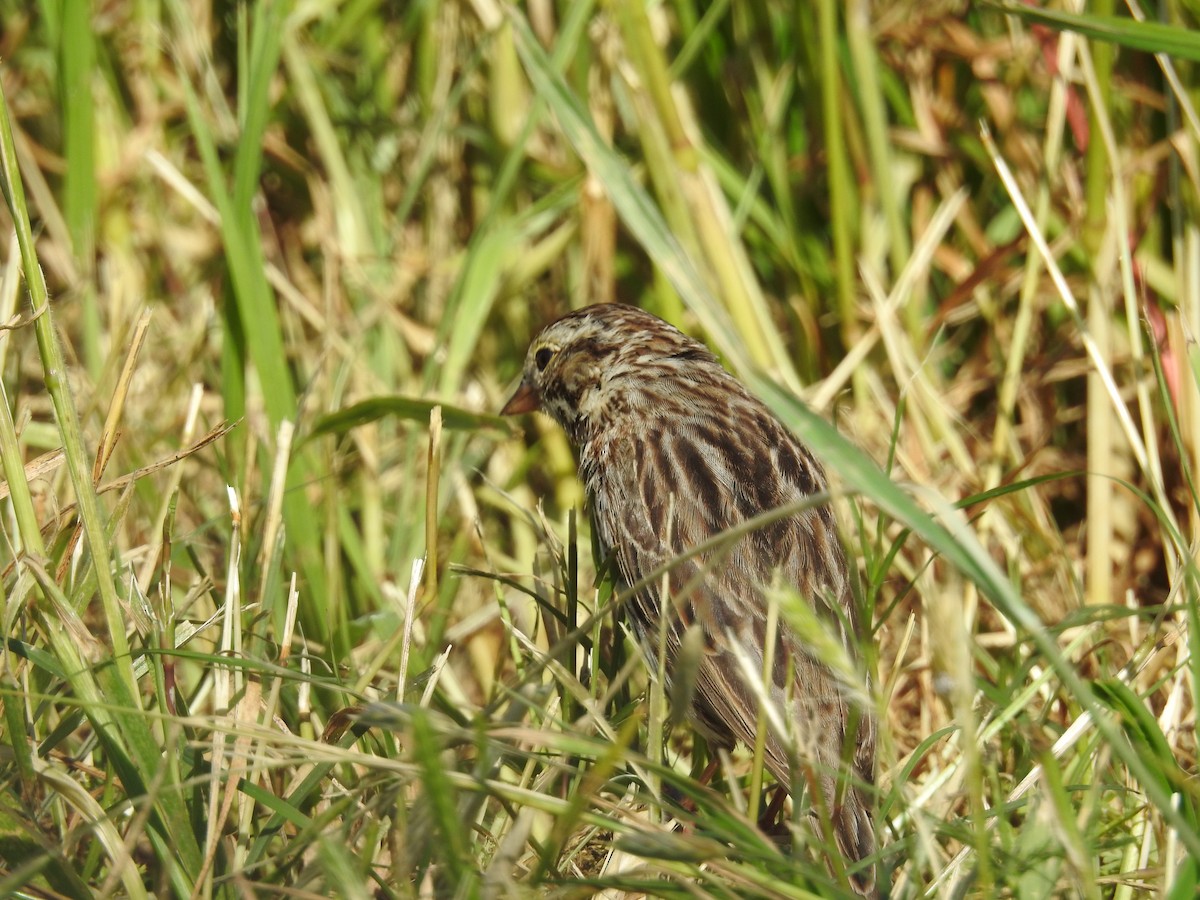 Savannah Sparrow - ML633451925