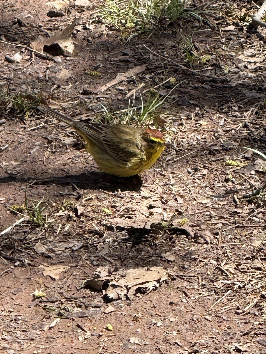 Palm Warbler - ML633451966