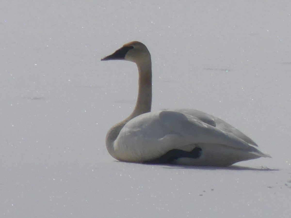 Trumpeter Swan - ML633451988