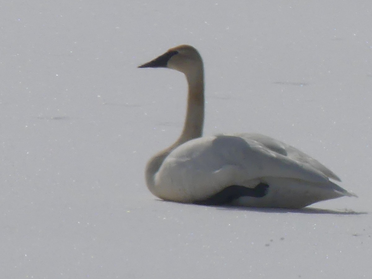 Trumpeter Swan - ML633451989