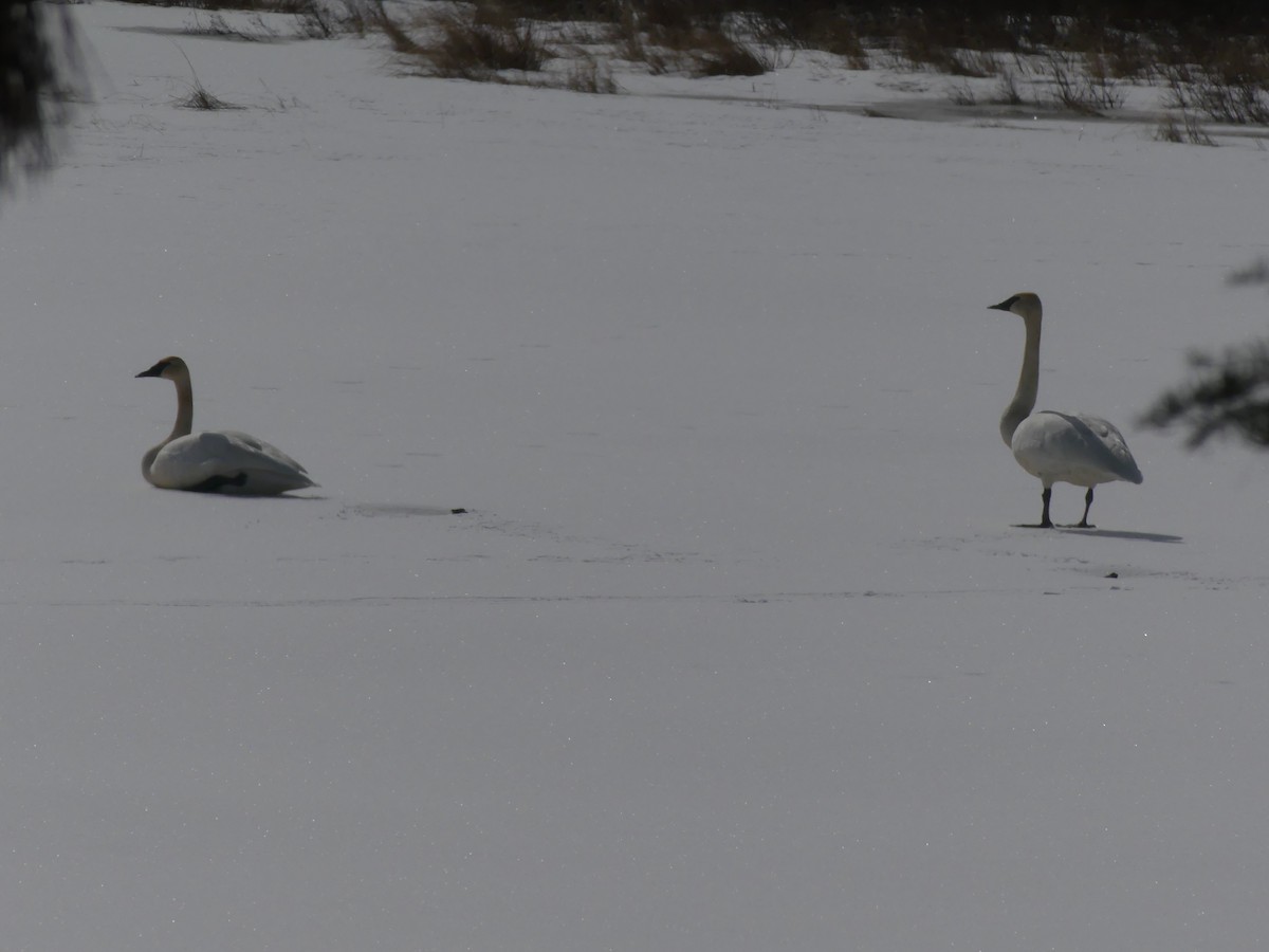 Trumpeter Swan - ML633451991