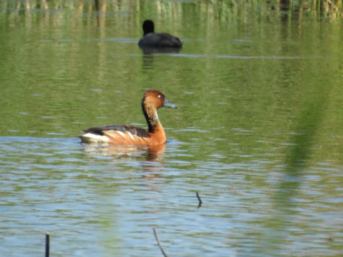 Fulvous Whistling-Duck - ML633452013