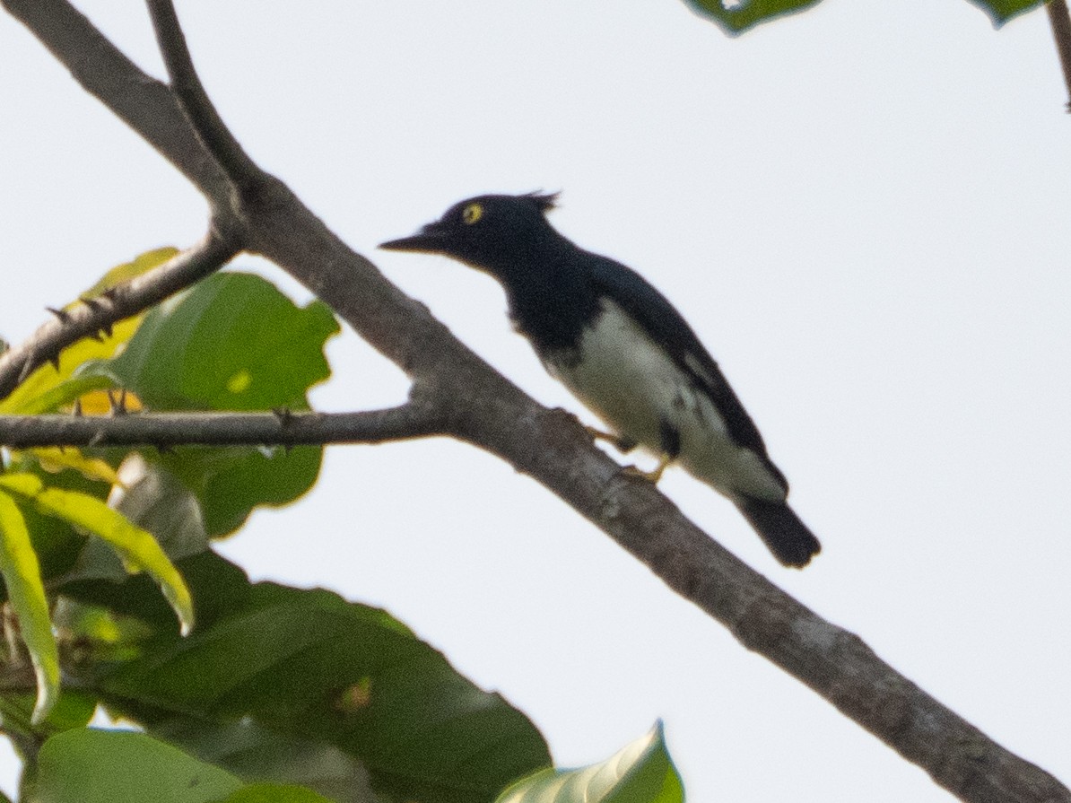 Black-and-white Shrike-flycatcher - ML633452127