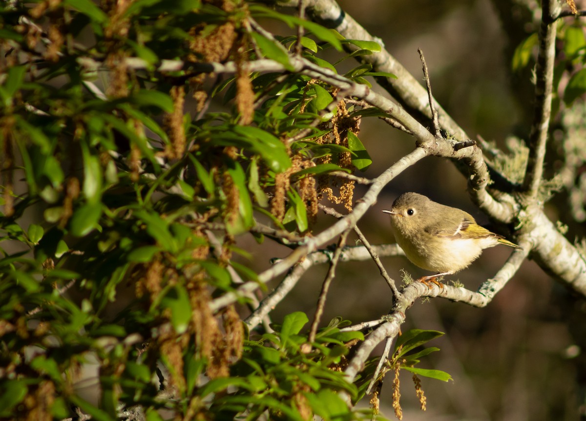 Ruby-crowned Kinglet - ML633452283