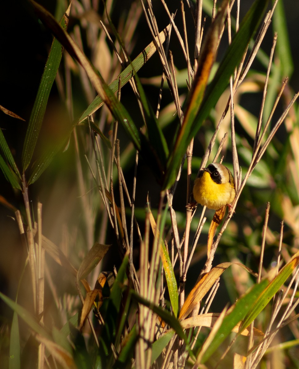 Common Yellowthroat - ML633452291
