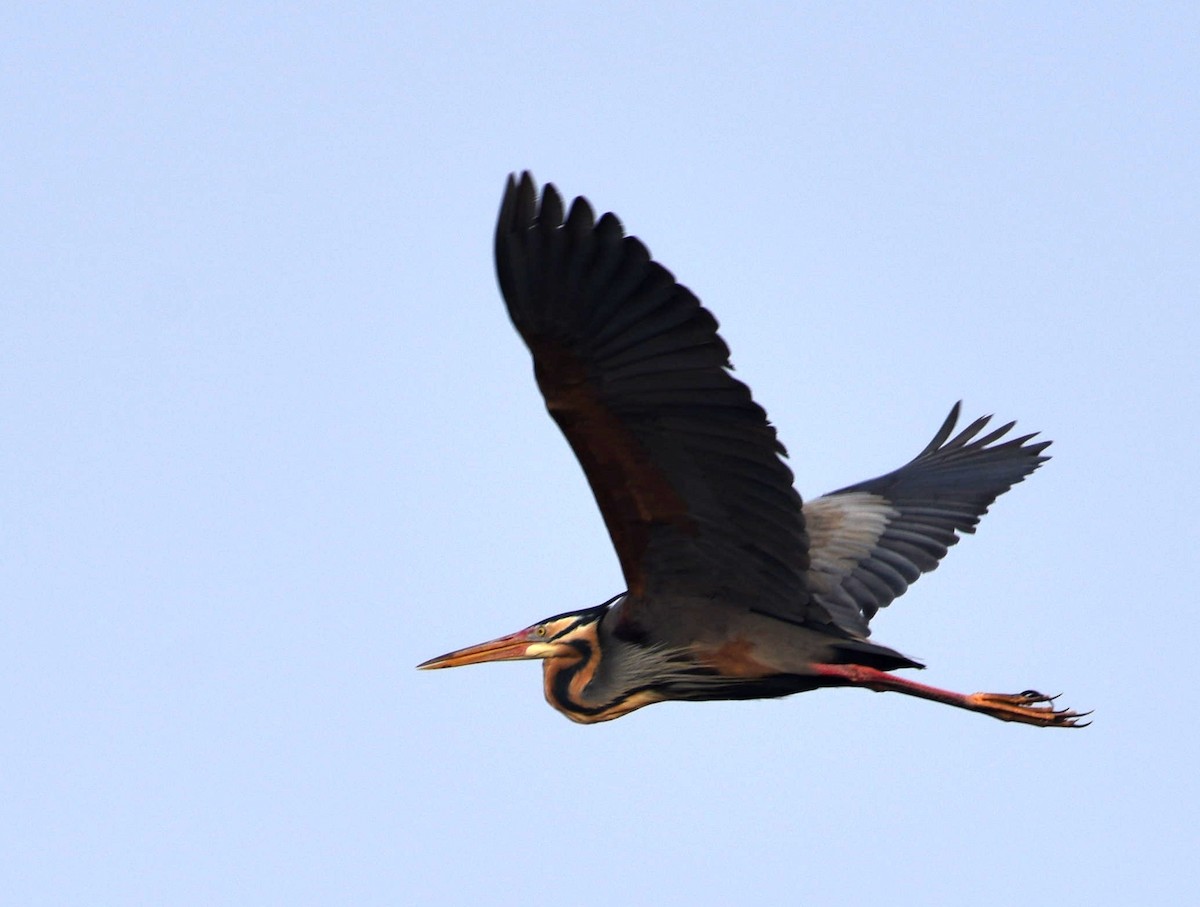 Purple Heron - Kai Pflug