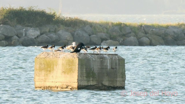 Great Cormorant - ML633452385