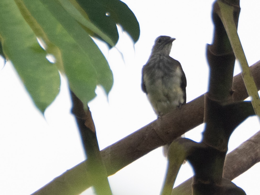 Swamp Greenbul - ML633452591