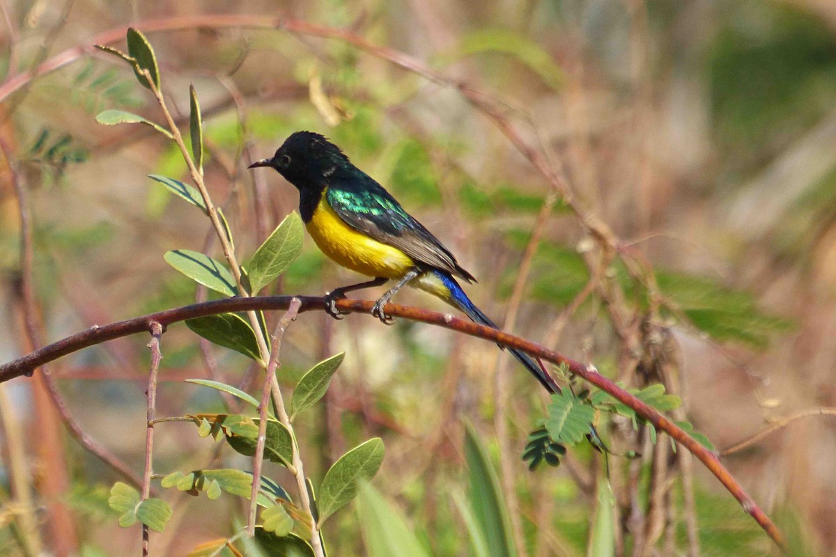 Nile Valley Sunbird - ML633452756