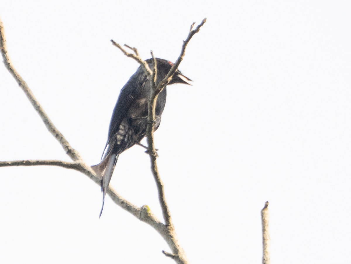 Velvet-mantled Drongo - ML633452757