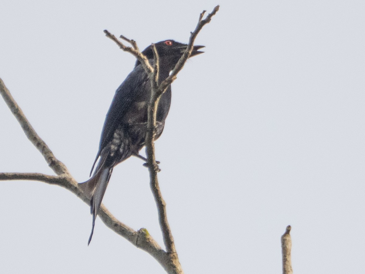 Velvet-mantled Drongo - ML633452758