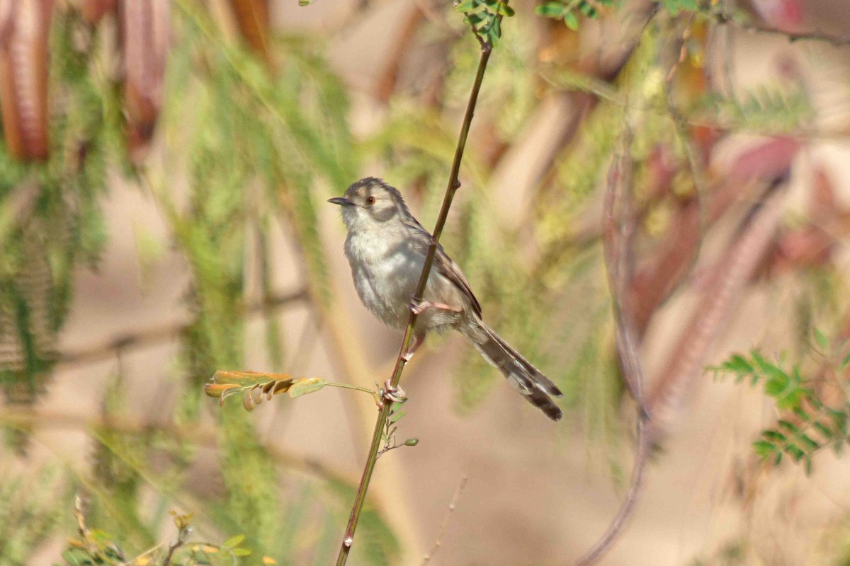 Graceful Prinia - ML633452774