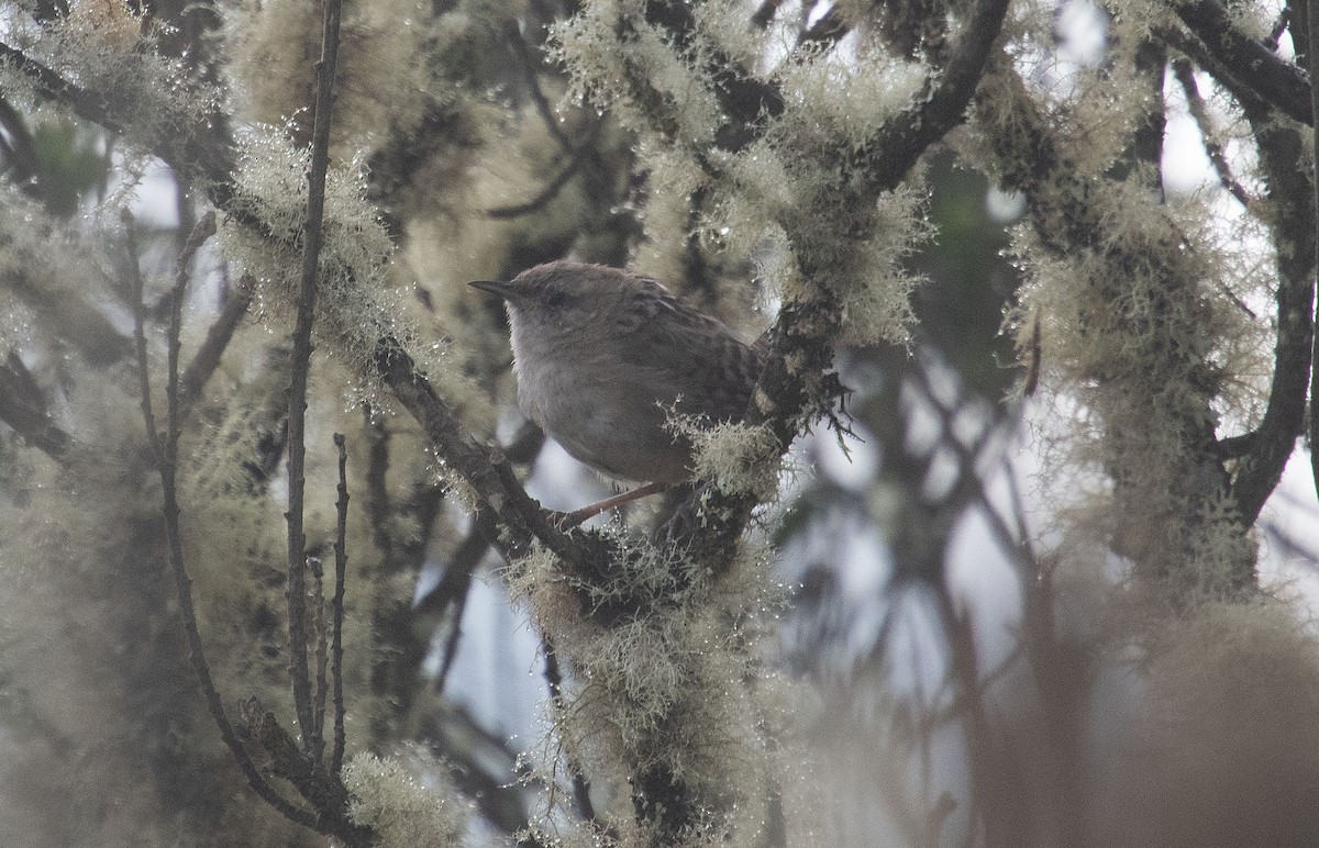 Apolinar's Wren - ML633452783