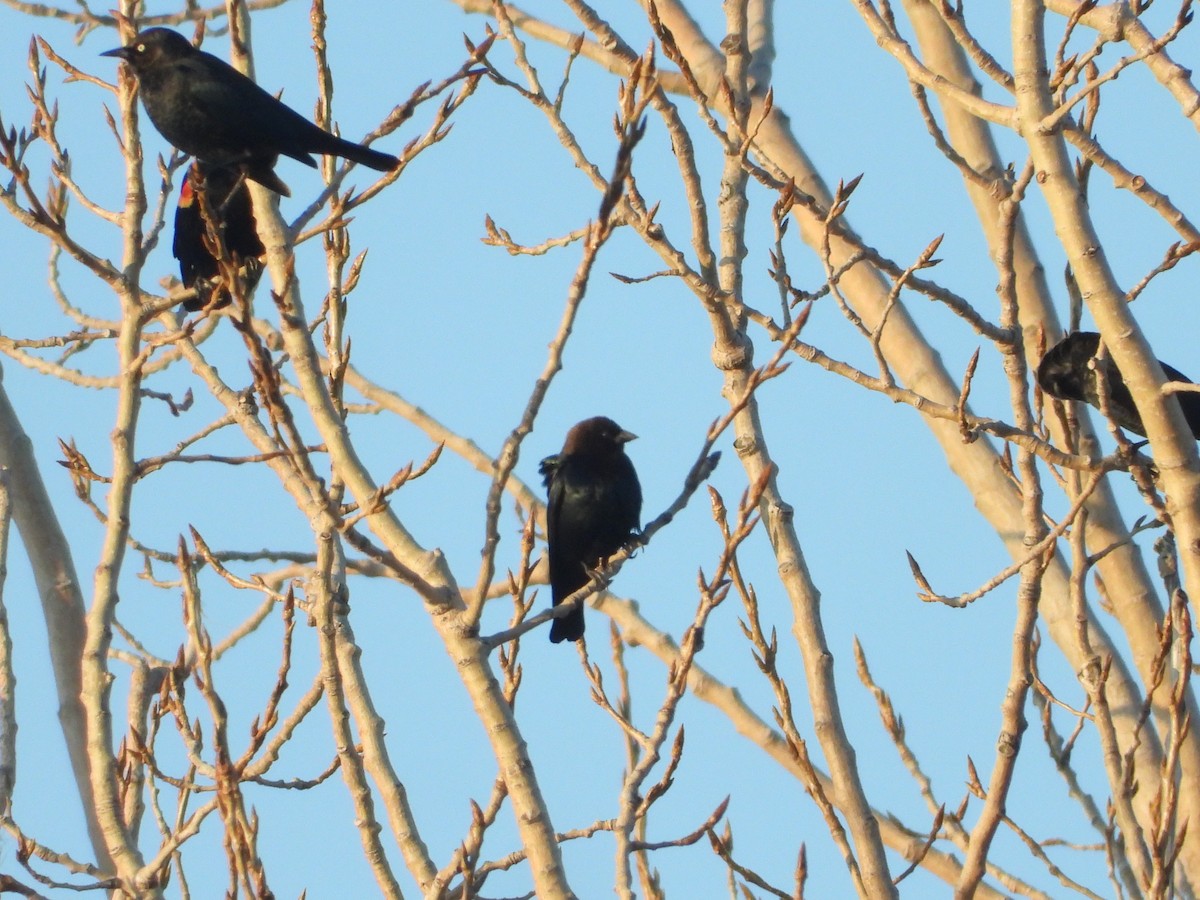 Rusty Blackbird - ML633453031
