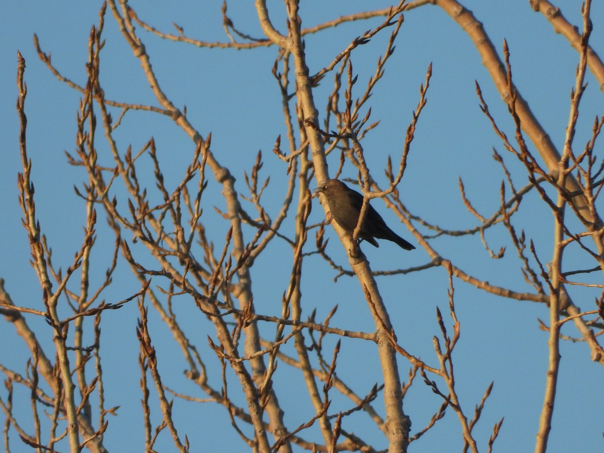 Rusty Blackbird - ML633453043