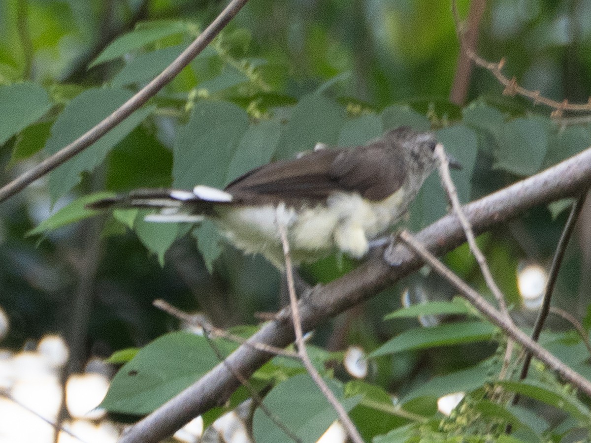 Swamp Greenbul - ML633453228
