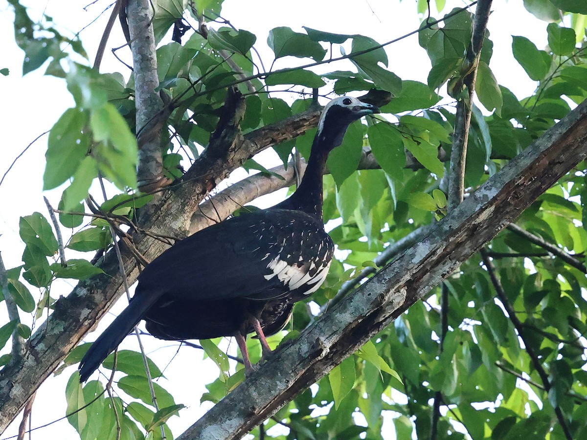 Blue-throated Piping-Guan - ML633453292