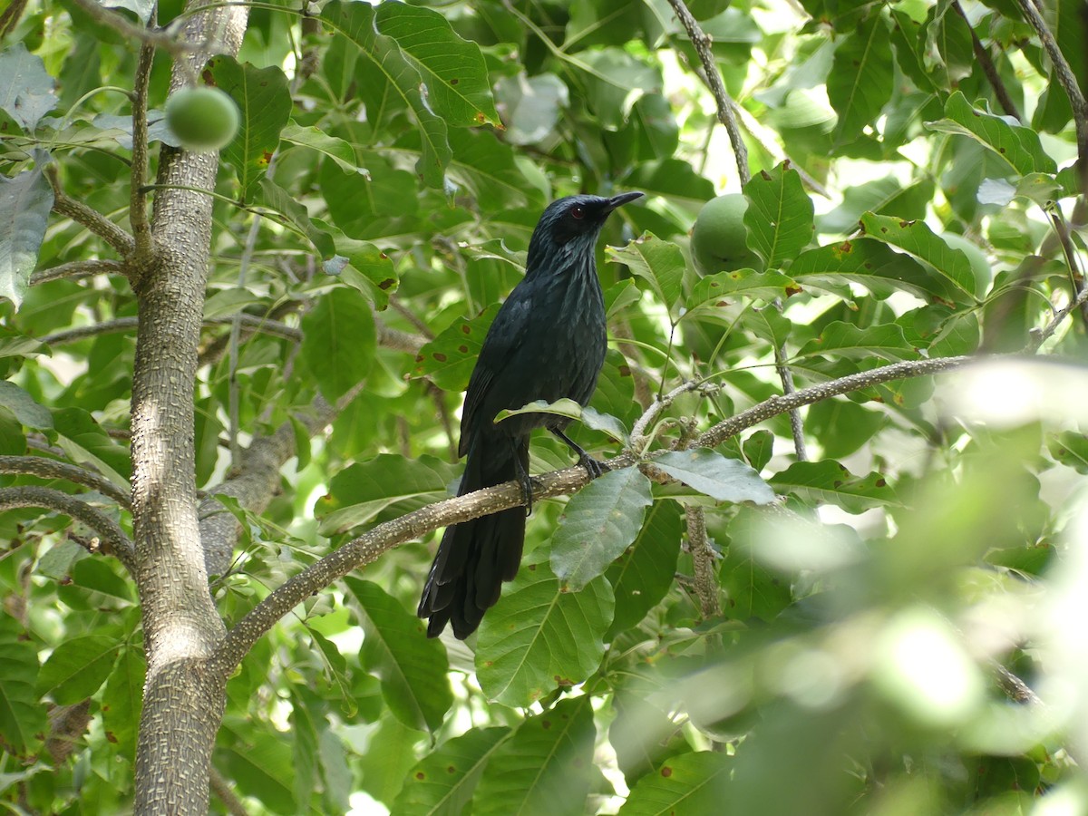 Blue Mockingbird - ML633453297