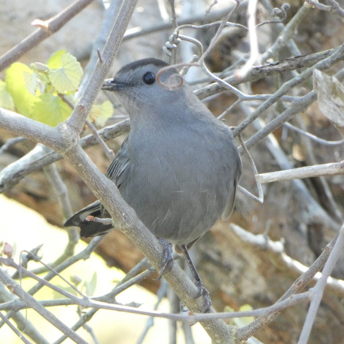 kattespottefugl - ML633453575