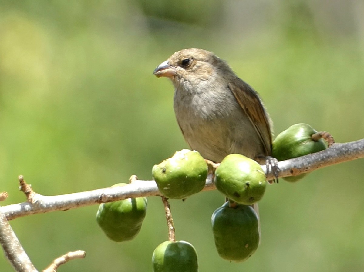 Barbados Bullfinch - ML633453586