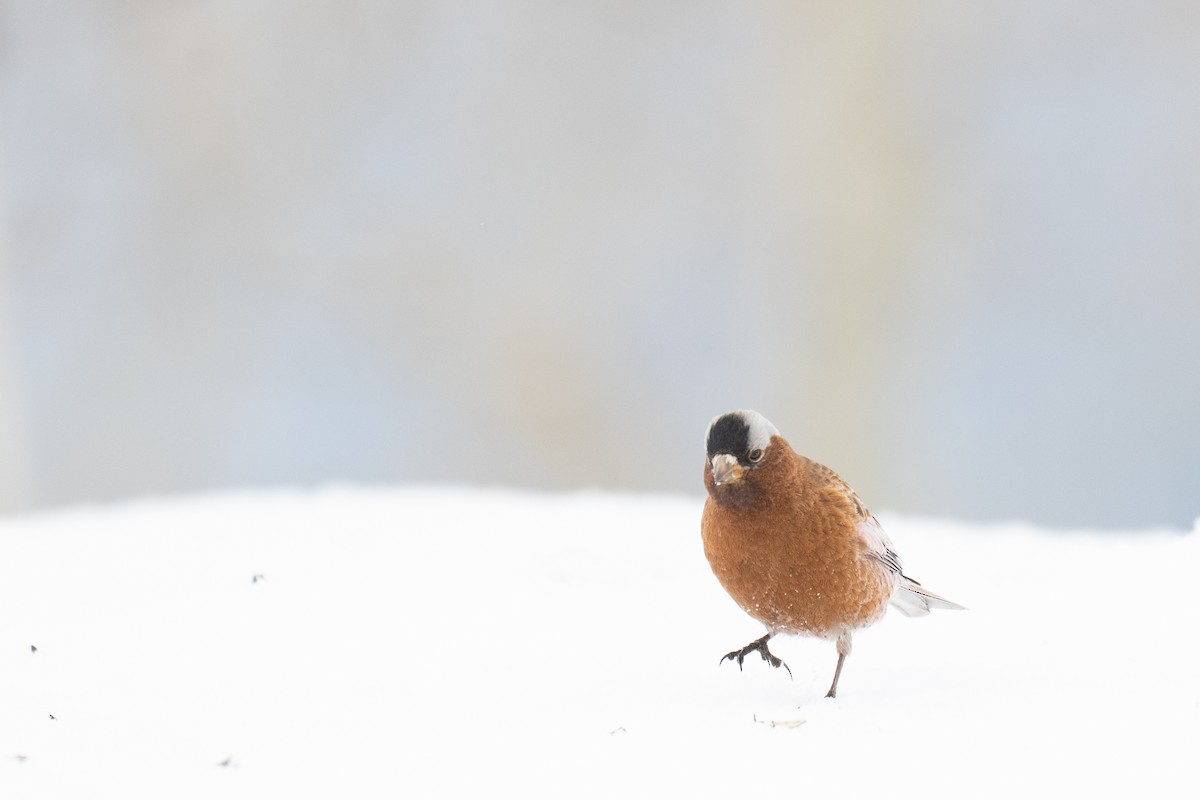 Gray-crowned Rosy-Finch (Gray-crowned) - Jordan Rowley