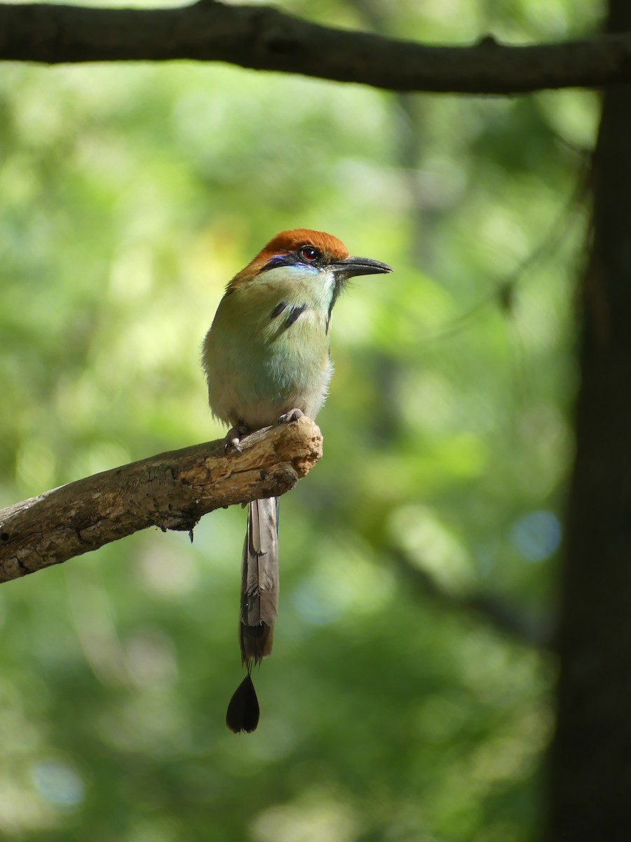 Russet-crowned Motmot - ML633453652