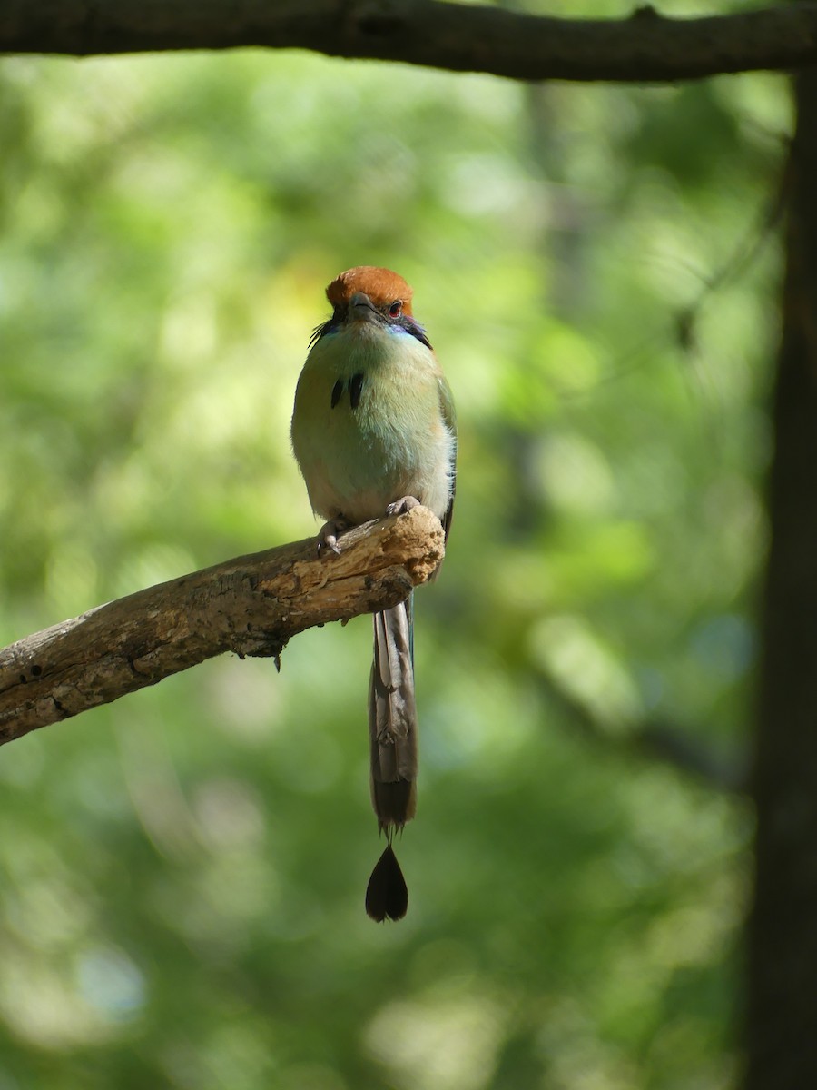 Russet-crowned Motmot - ML633453654