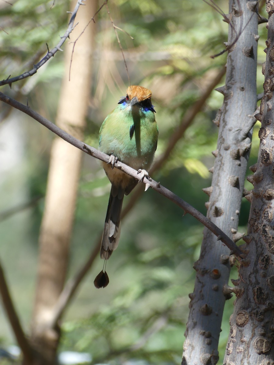 Russet-crowned Motmot - ML633453702